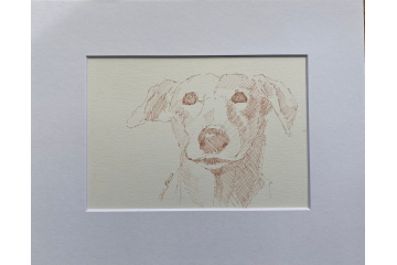 Sketch of a dog