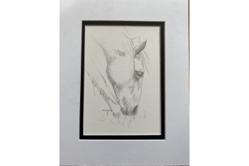 Pencil Sketch Horse Grazing
